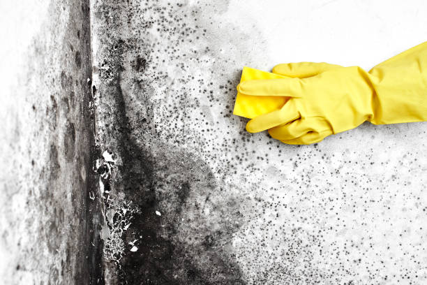 Best Best Mold Removal Companies  in Bayou Country Clu, LA