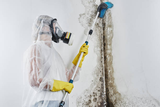 Office Mold Removal Services in Bayou Country Clu, LA