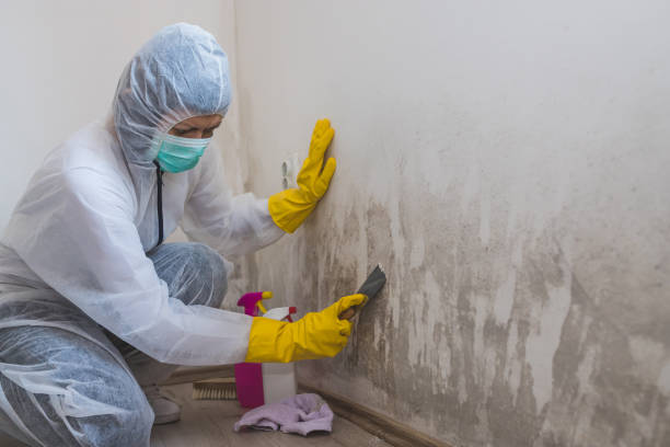 Mold Removal and Inspection in Bayou Country Clu, LA