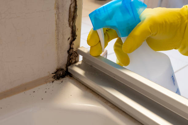 Best Mold Removal Near Me  in Bayou Country Clu, LA