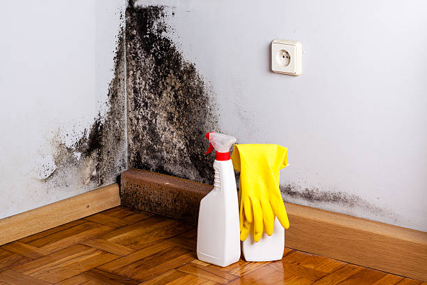 Best Certified Mold Removal  in Bayou Country Clu, LA