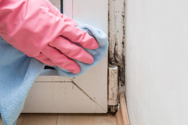 Best Local Mold Removal Service  in Bayou Country Clu, LA