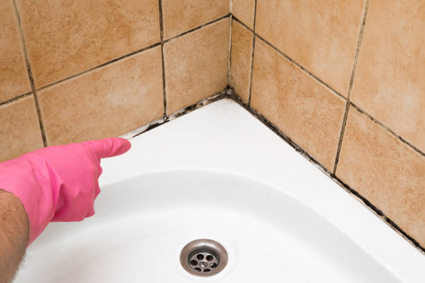 Best Attic Mold Removal  in Bayou Country Clu, LA